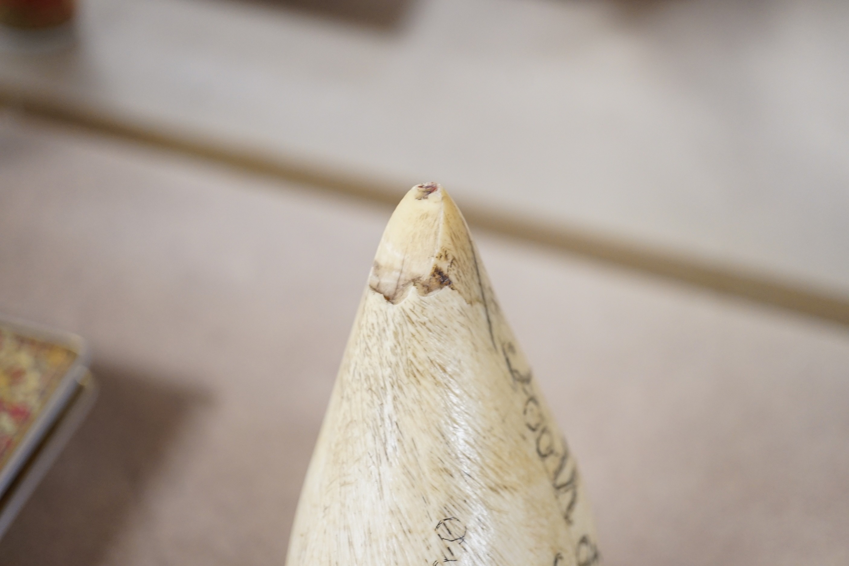 A 19th century scrimshaw carved whales tooth inscribed ‘tooth of sperm whale Phoenix out of Whitby’. 15.5cm long